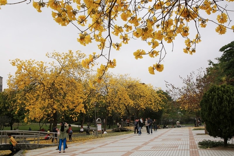 【台中。豐富公園】黃花風鈴木