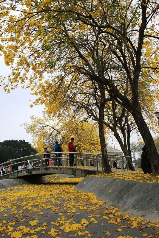 【台中。豐富公園】黃花風鈴木