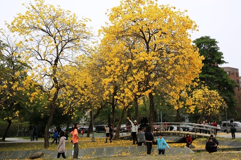 【台中。豐富公園】黃花風鈴木