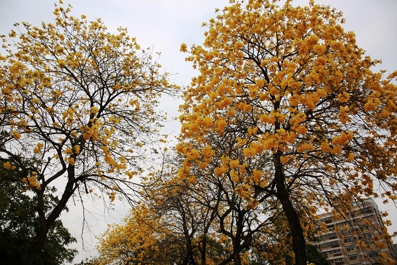 【台中。豐富公園】黃花風鈴木