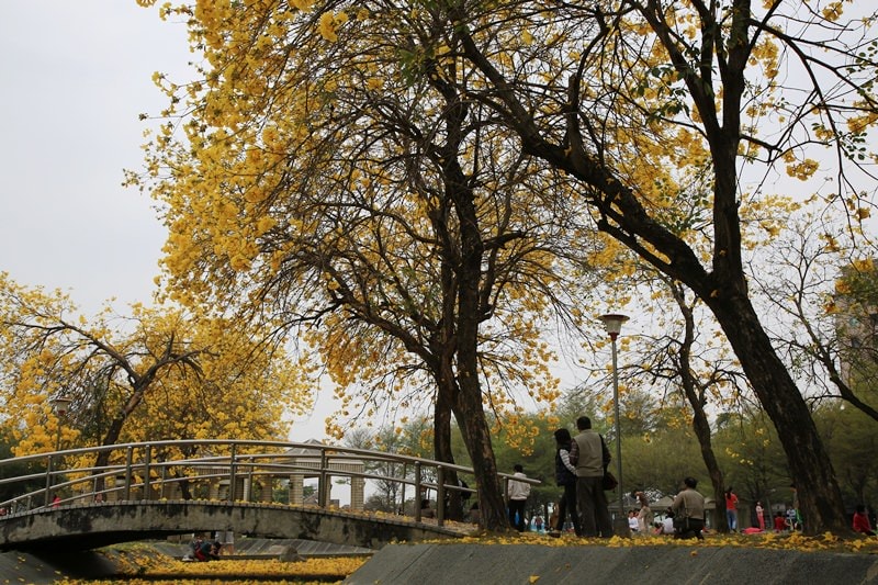 【台中。豐富公園】黃花風鈴木