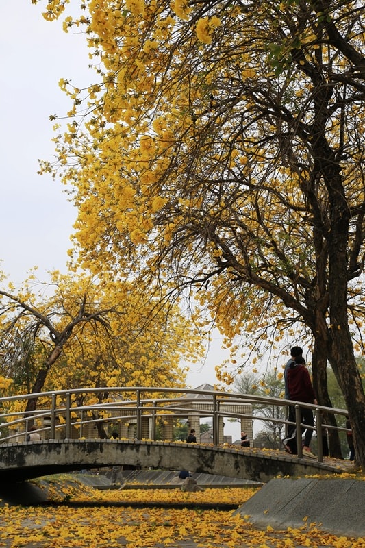 【台中。豐富公園】黃花風鈴木