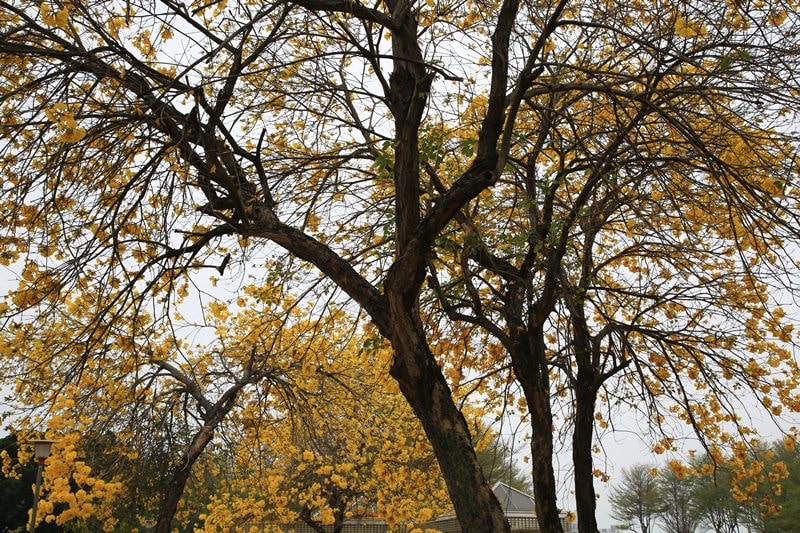 【台中。豐富公園】黃花風鈴木