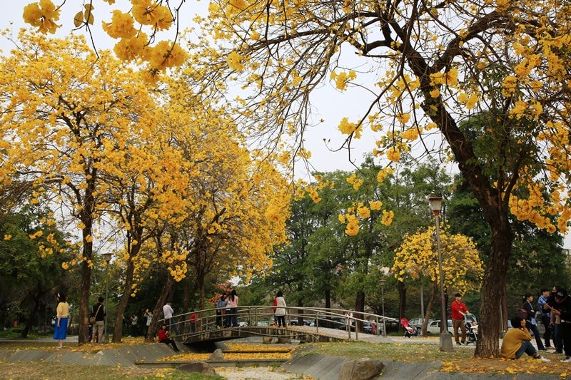 【台中。豐富公園】黃花風鈴木