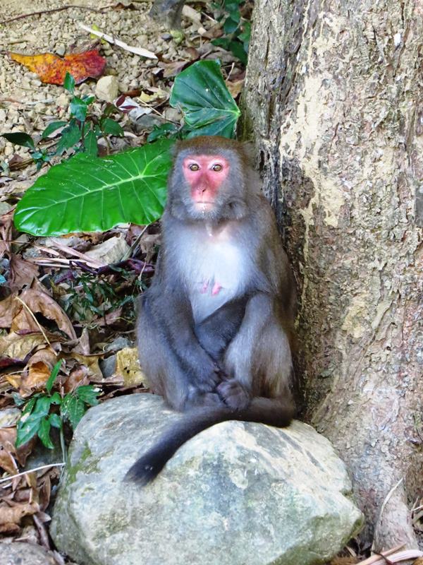 【高雄】旗靈大縱走、美濃中正湖、美光粄條