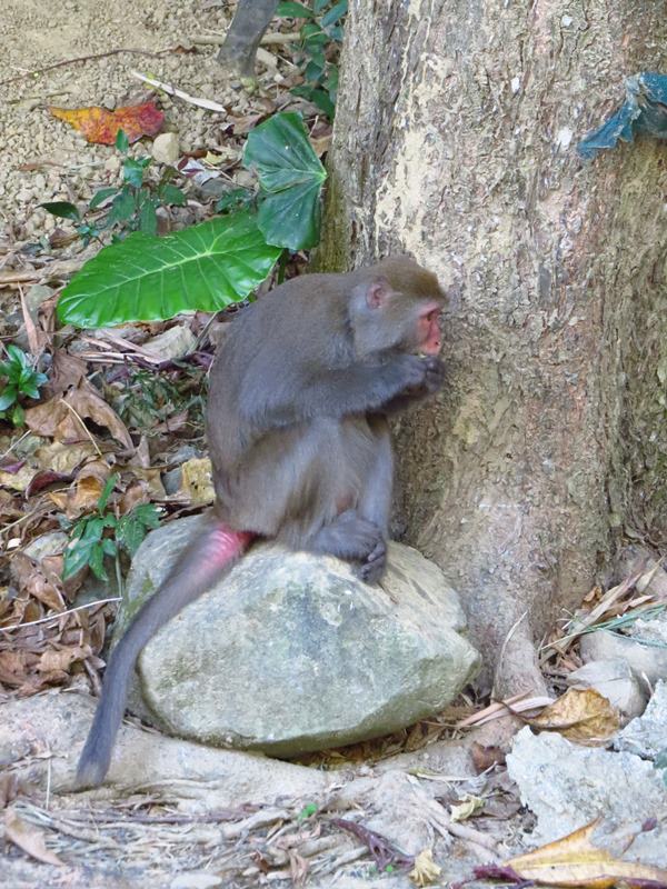 【高雄】旗靈大縱走、美濃中正湖、美光粄條