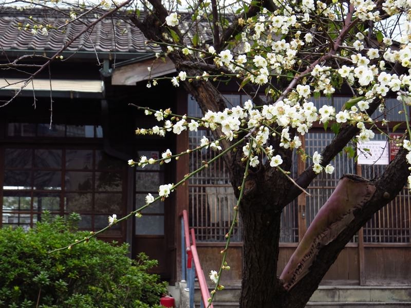 IMG_3747.jpg - 20150111:逸仙公園梅花