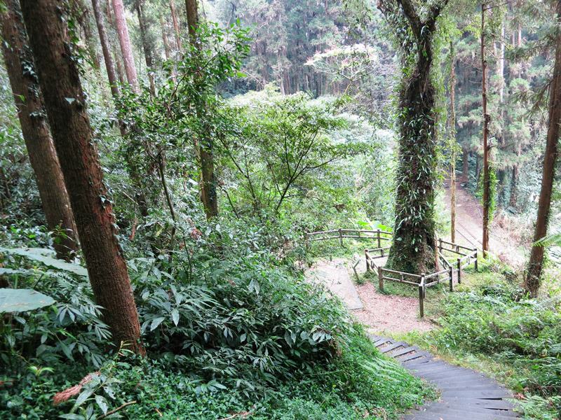IMG_3795c.jpg - 20150125:奮起湖步道摩天嶺、光崙山連走