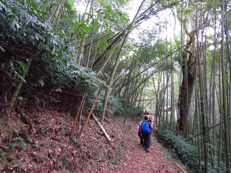 IMG_3830.jpg - 20150125:奮起湖步道摩天嶺、光崙山連走