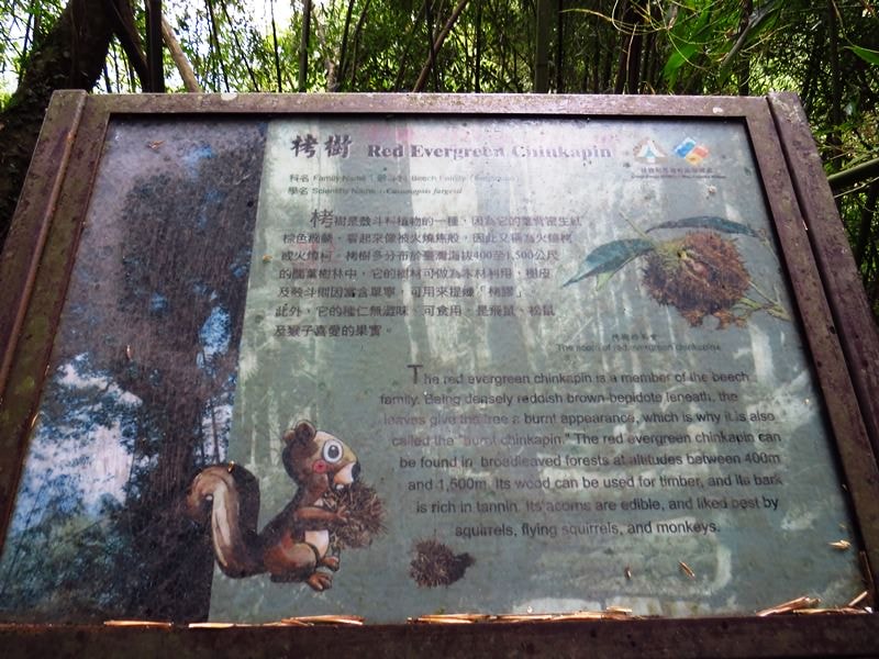 IMG_3820.jpg - 20150125:奮起湖步道摩天嶺、光崙山連走