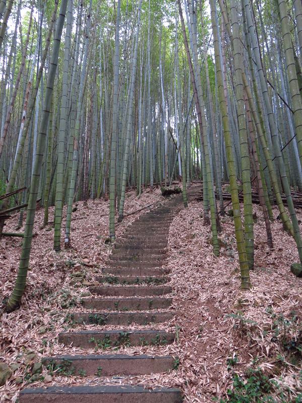 IMG_3796.jpg - 20150125:奮起湖步道摩天嶺、光崙山連走