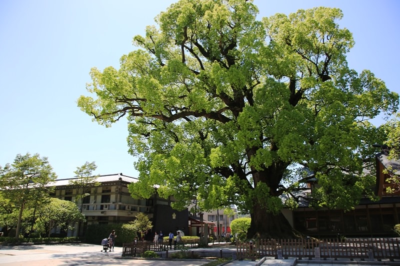 BX4A9035.jpg - 20150426:北九州-太宰府天滿宮、河內藤園