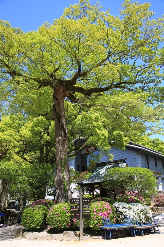 BX4A9049.jpg - 20150426:北九州-太宰府天滿宮、河內藤園