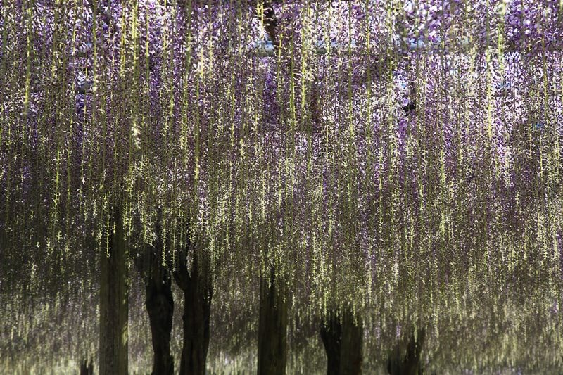 0BX4A9100.jpg - 20150426:北九州-太宰府天滿宮、河內藤園
