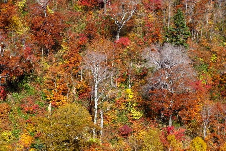 BX4A9685f.JPG - 20151013-1017:秋戀黑部立山溫泉遊