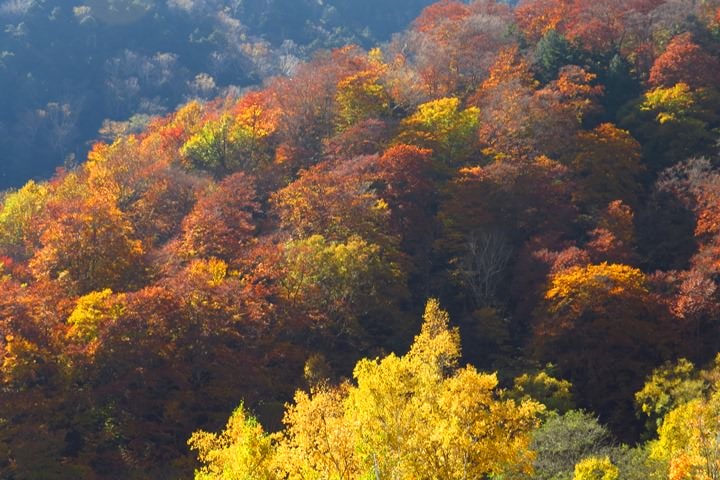 0IMG_0587.JPG - 20151015:黑部立山