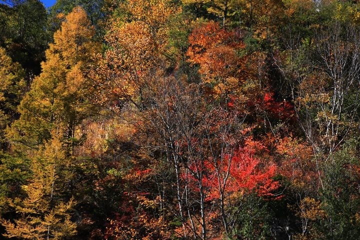 BX4A9642.JPG - 20151015:黑部立山