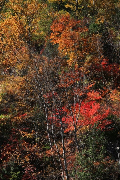 BX4A9641.JPG - 20151015:黑部立山