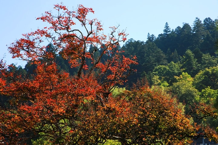 BX4A9429.JPG - 20151014:下呂溫泉、岐阜高山市上三古町