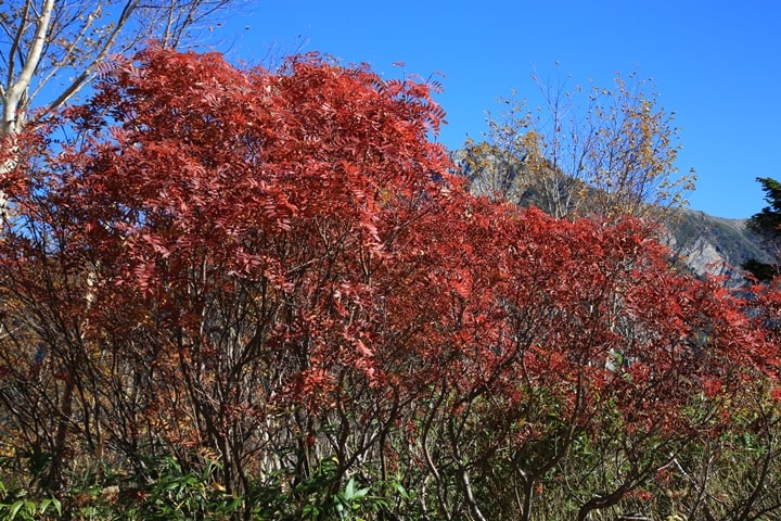 BX4A9679.JPG - 20151015:黑部立山