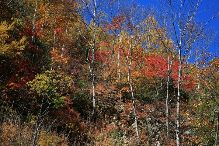 BX4A9649.JPG - 20151015:黑部立山