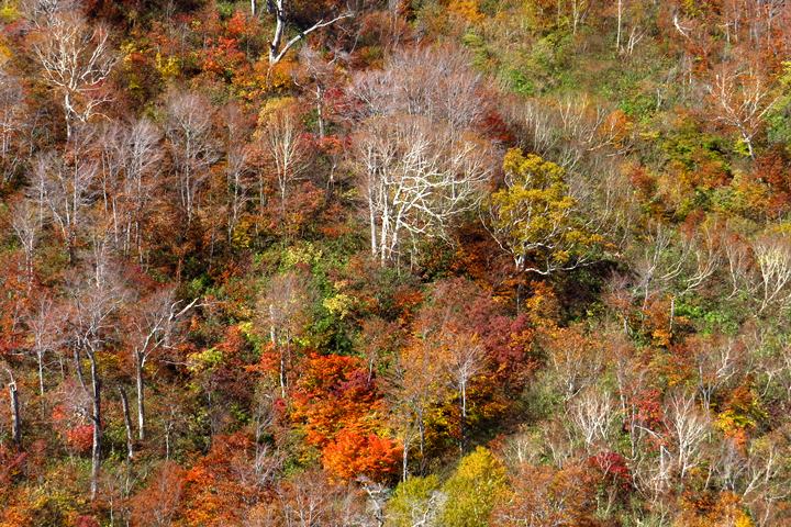 BX4A9685g.JPG - 20151015:黑部立山