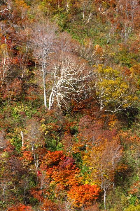 BX4A9685h.JPG - 20151015:黑部立山