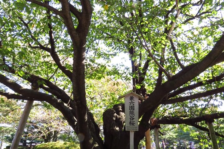 IMG_0899.JPG - 20151016:金澤兼六園