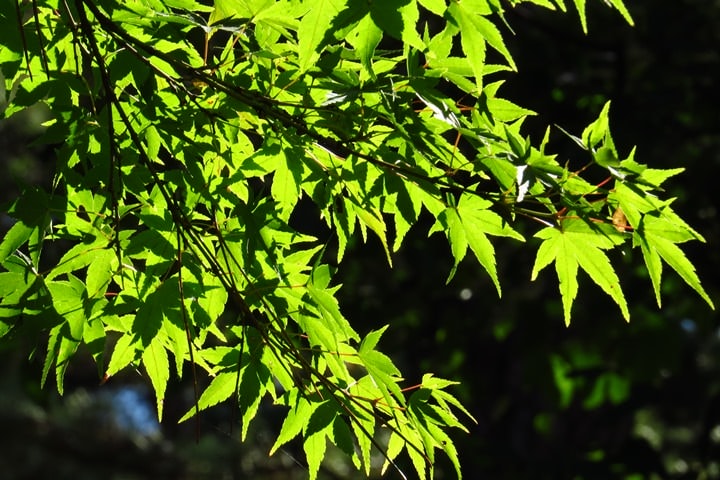 IMG_0911.JPG - 20151016:金澤兼六園