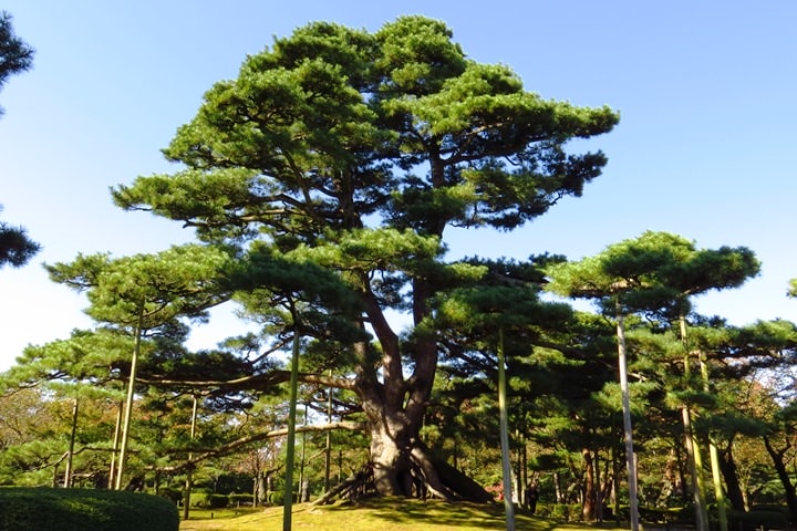 IMG_0904.JPG - 20151016:金澤兼六園
