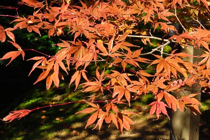 IMG_0914.JPG - 20151016:金澤兼六園