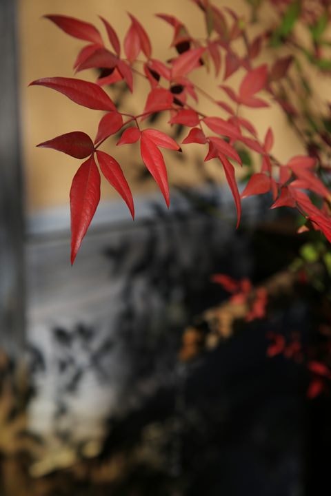 IMG_0923b.JPG - 20151016:金澤兼六園