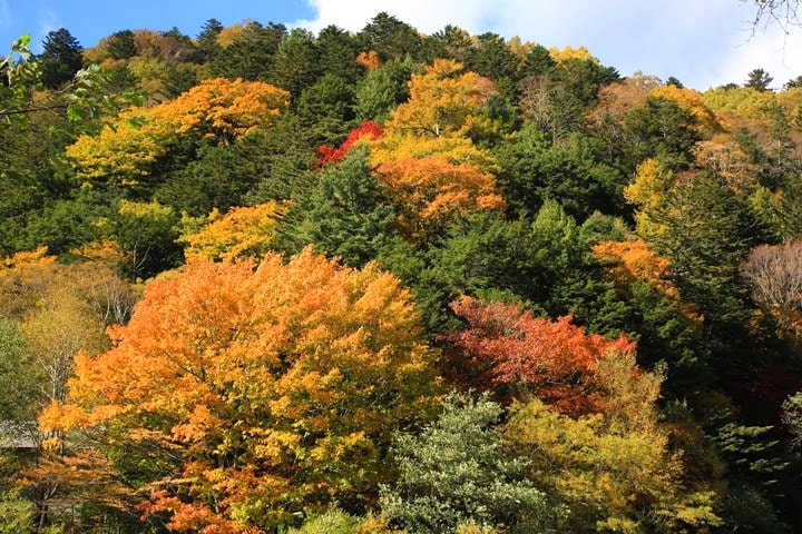 Day2–2：【日本長野】秋光金羽上高地