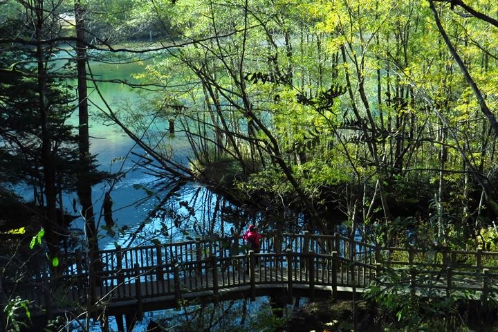 Day2–2：【日本長野】秋光金羽上高地