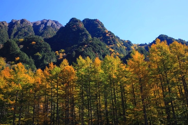 Day2–2：【日本長野】秋光金羽上高地