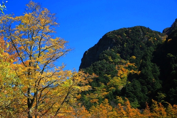 Day2–2：【日本長野】秋光金羽上高地