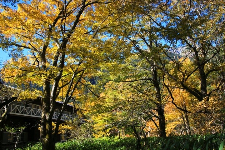 Day2–2：【日本長野】秋光金羽上高地