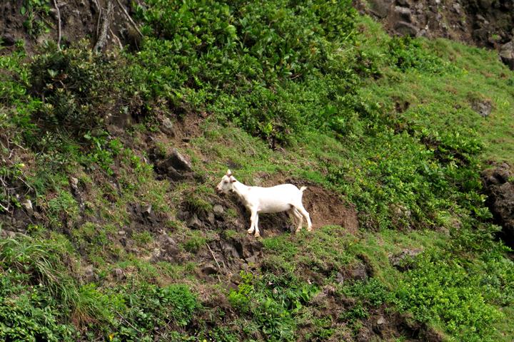 IMG_8606.JPG - 20160619:【台東蘭嶼】環島、蘭嶼燈塔、鰭尾山、雙獅岩、情人洞、東清灣、龍頭岩