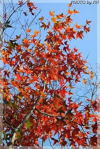 草山秋歌(二)