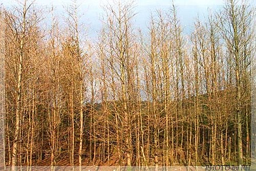 草山秋歌(四)