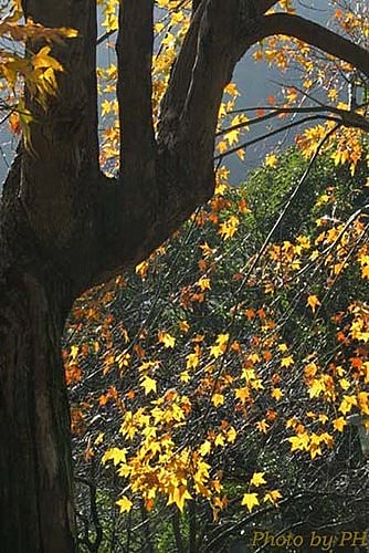 草山秋歌(三)