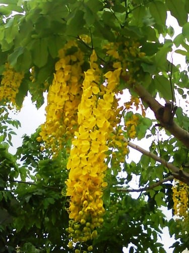 林森公園阿勃勒