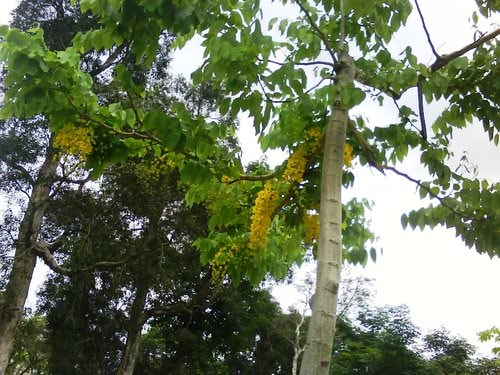 林森公園阿勃勒