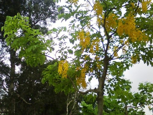 林森公園阿勃勒