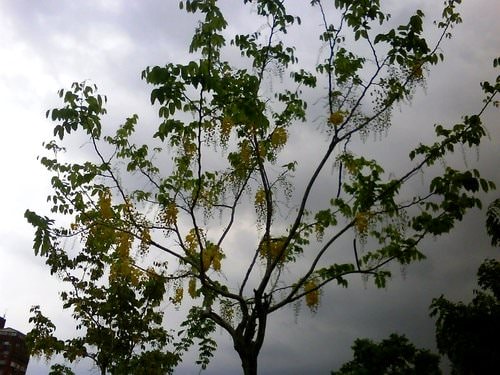 林森公園阿勃勒