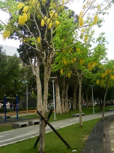 林森公園阿勃勒