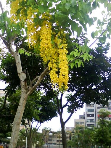 林森公園阿勃勒