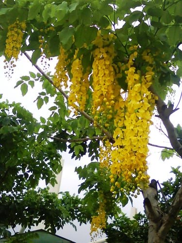 林森公園阿勃勒
