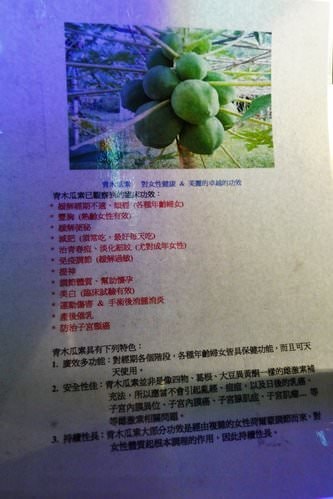 【台北】青木社─泰式涼拌檸檬青木瓜