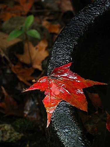 草山秋歌